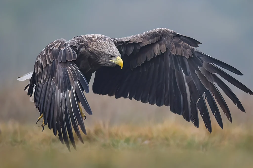 El águila de La Salle tiene un significado profundo. Imagen ilustrativa.