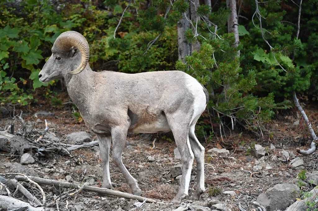 Recientemente se unió Teus a los borregos del Tec. Imagen ilustrativa.