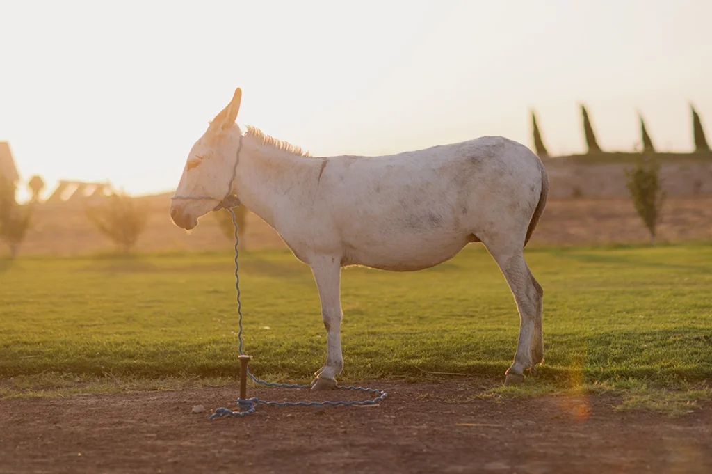 Los burros blancos del IPN son reconocidos en el futbol americano. Imagen ilustrativa.