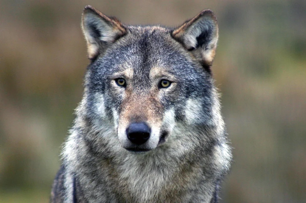 El lobo poblano de la BUAP es símbolo de la universidad y de la ciudad. Imagen ilustrativa.
