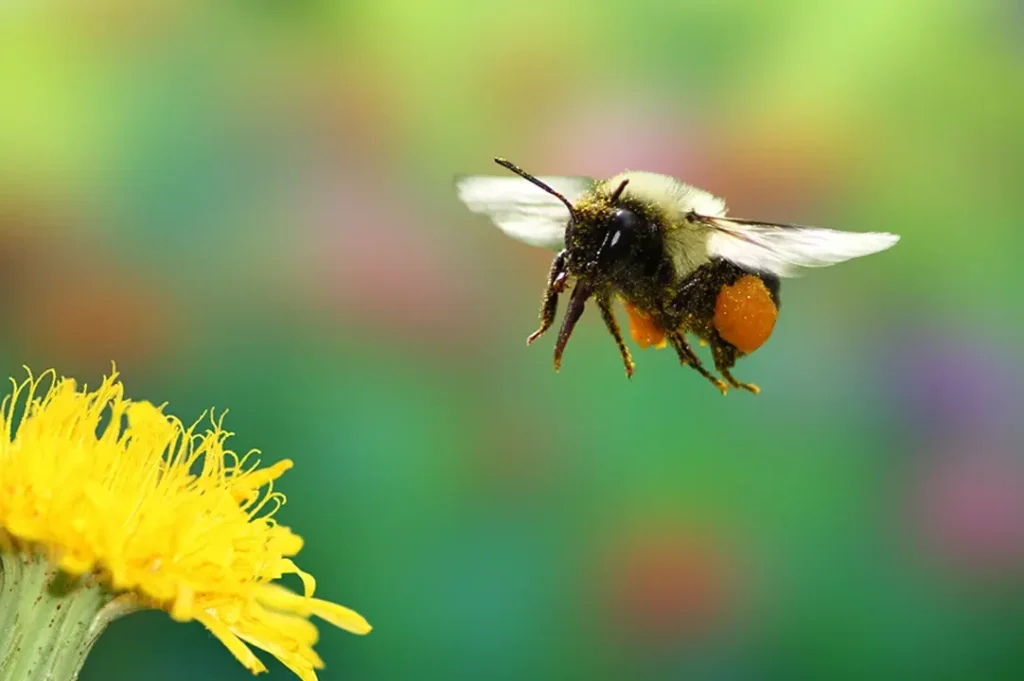 Los abejorros son insectos que también aportan su esfuerzo polinizador.