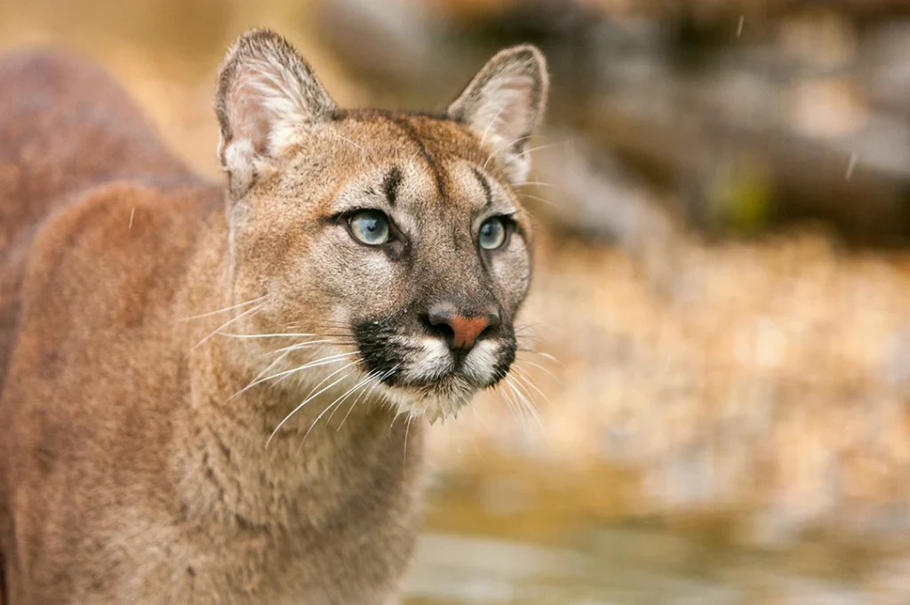El puma de la UNAM representa sagacidad y fuerza. Imagen ilustrativa.