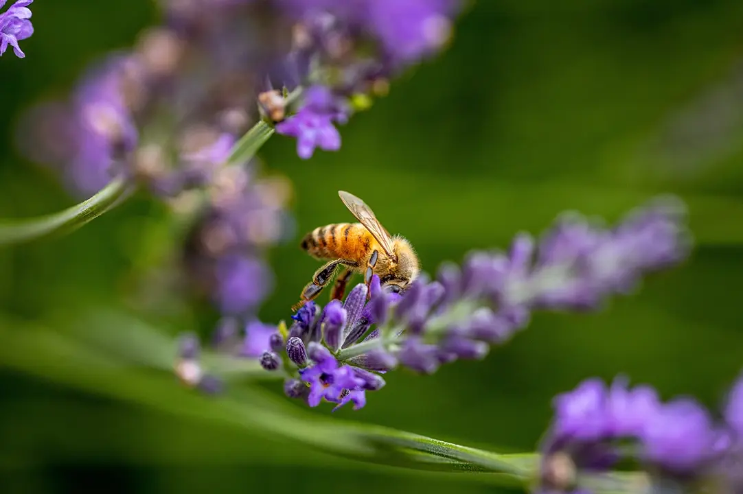 Las abejas forman una estructura bien organizada, armoniosa y resiliente.