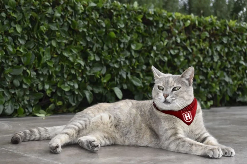 Los gatos tienen una personalidad única. Sofía es una de las mascotas de Universidad Humanitas.