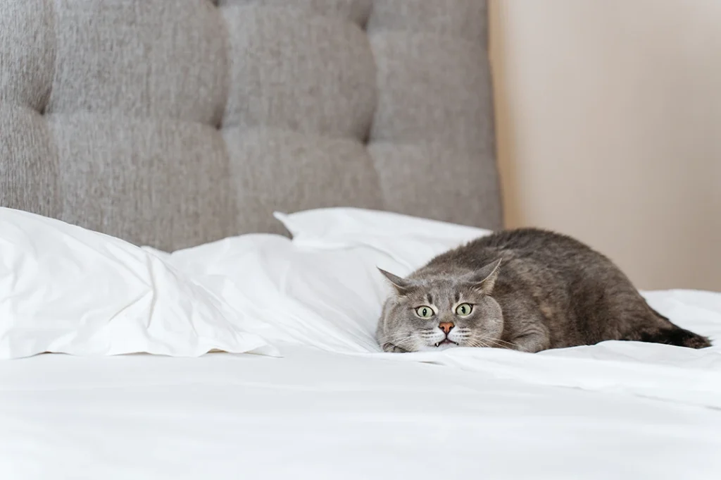 Los gatos conservan muchos comportamientos de sus ancestros, los tigres.