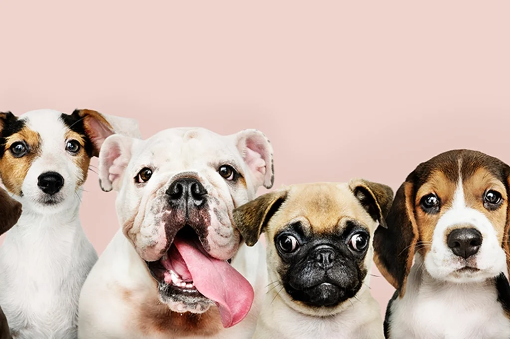 ¿Por qué amamos a los perros? Porque por su nobleza y lealtad se convierten en miembros de la familia.