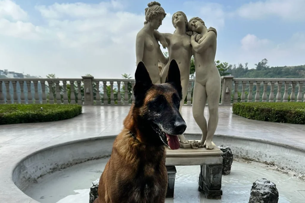 Los perros son grandes compañeros, además adoptar a uno tiene grandes beneficios, como reducir el cortisol y mejorar el estado de ánimo.